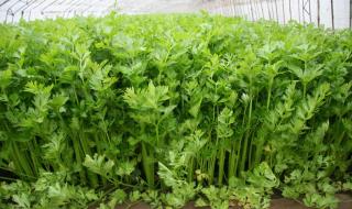 芹菜怎么种植 芹菜的种植方法